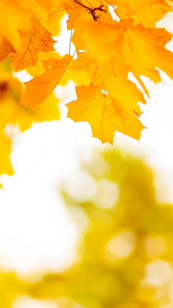 Concepto Otoño Dorado Con Espacio Copia Hojas Arce Otoño — Foto de Stock