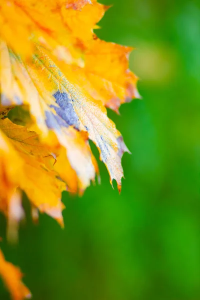 Goldener Herbst Mit Kopierraum Herbstliche Ahornblätter — Stockfoto