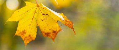 Sonbahar parkında sarı yapraklar. Sonbahar mevsiminde güzel akçaağaç yaprakları. Sonbahar konsepti. Boşluğu kopyala