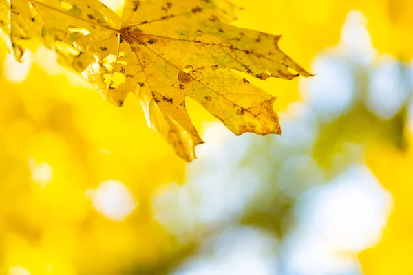 Folhas Outono Amarelas Árvores Outono Natureza Fundo Com Bokeh Folhas — Fotografia de Stock