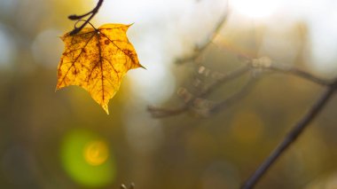 Ağaçlardaki sarı sonbahar yaprakları. Bokeh ile sonbahar doğa geçmişi. Akçaağaç yaprakları, sonbahar arkaplanı