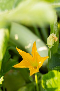 Güneşli bir günde kabak açıyor. Yeşil yapraklı, sarı kabak çiçeği. Bahçede olgunlaşan kabak. Boşluğu kopyala