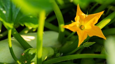 Güneşli bir günde kabak açıyor. Yeşil yapraklı, sarı kabak çiçeği. Bahçede olgunlaşan kabak. Boşluğu kopyala