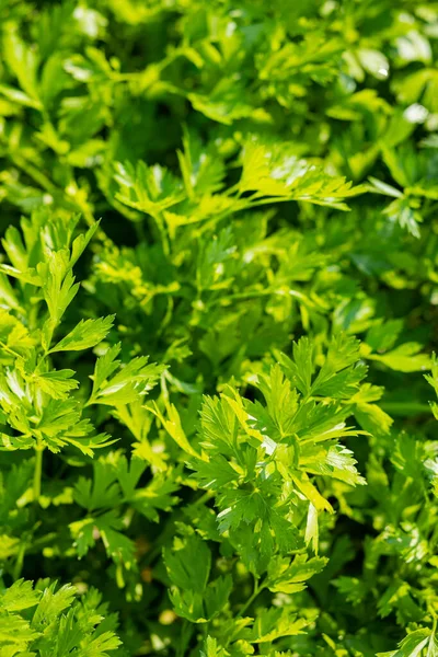 Parsley in the garden. Fresh green parsley growing in the vegetable garden