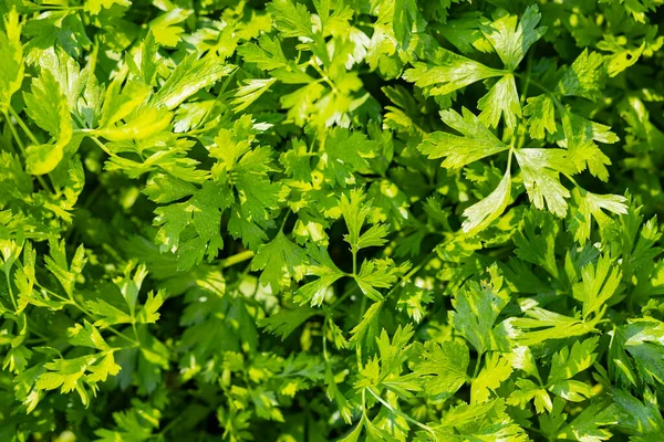 庭のパセリ 野菜園で栽培されている新鮮な緑のパセリ — ストック写真