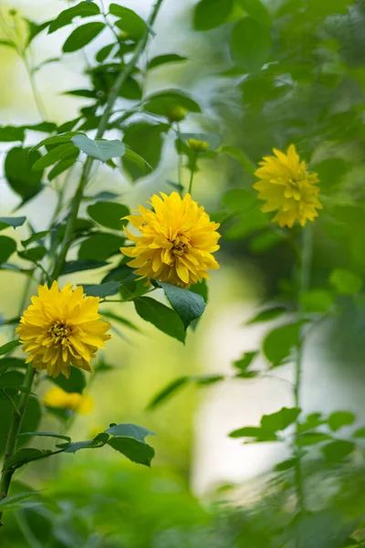 ルドケビア 緑色の葉を持つ庭の黄色の花 ルドケビアの黄色の花を解剖した スペースのコピー — ストック写真