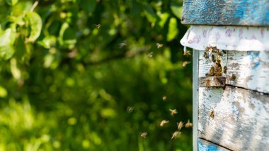 Arılar kovan girişine uçar. Arılar arı kovanında uçuyor. Arıcılık konsepti. Uzayı kopyala Seçici odak