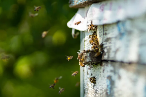 Bienen Fliegen Den Bienenstock Eingang Bienen Fliegen Bienenstock Herum Imkerkonzept — Stockfoto