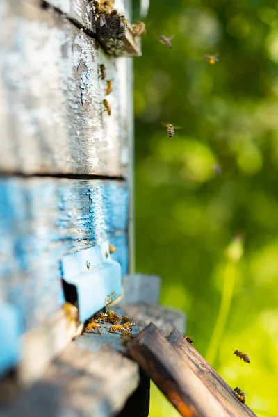 Bijen Vliegen Korfingang Bijen Vliegen Rond Bijenkorf Bijenteeltconcept Begrepen Ruimte — Stockfoto