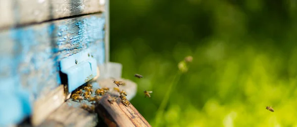 Bees fly into the hive entrance. Bees flying around beehive. Beekeeping concept. Copy space. Selective focus