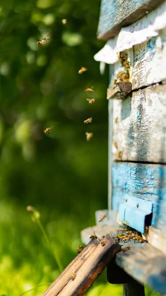 Las Abejas Vuelan Entrada Colmena Abejas Volando Alrededor Colmena Concepto —  Fotos de Stock