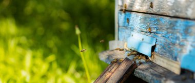 Arılar arı kovanında uçuyor. Bal arıları arı kovanlarının etrafında dolanıp uçuyorlar. Arıcılık konsepti. Seçici odak