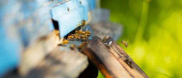 Des Abeilles Volent Autour Une Ruche Les Abeilles Domestiques Grouillent — Photo