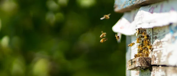 Bin Flyger Runt Bikupa Honungsbin Svärmar Och Flyger Runt Bikupan — Stockfoto