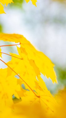 Fotokopi alanı ile altın sonbahar konsepti. Sonbahar akçaağaç yaprakları