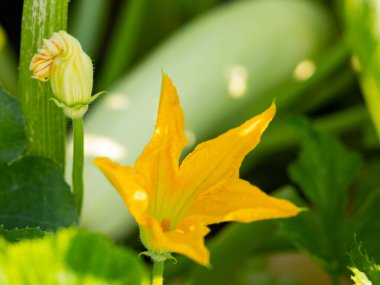 Güneşli bir günde kabak açıyor. Yeşil yapraklı, sarı kabak çiçeği. Bahçede olgunlaşan kabak. Boşluğu kopyala