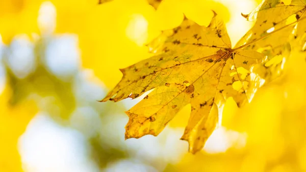 Herbstgelbe Blätter Des Ahornbaums Herbstpark Vergilbte Ahornblätter Auf Verschwommenem Hintergrund — Stockfoto