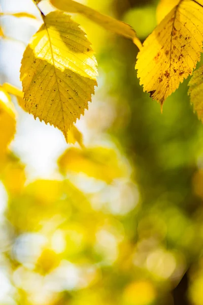 Осенние Желтые Листья Клена Осеннем Парке Желтые Кленовые Листья Размытом — стоковое фото