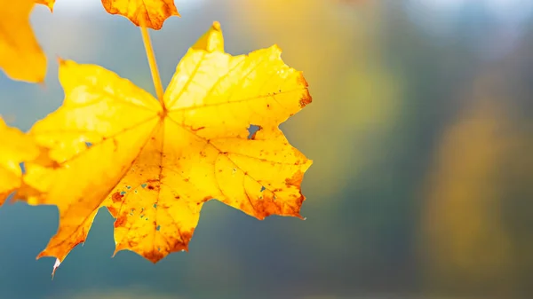 Herbstgelbe Blätter Des Ahornbaums Herbstpark Vergilbte Ahornblätter Auf Verschwommenem Hintergrund — Stockfoto