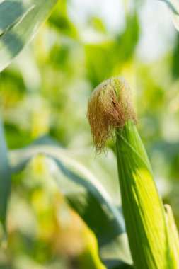 Tarımda yetişen yeşil yapraklı mısır koçanı. Güneşli bir günde tarlada olgun mısır koçanları. Sapında mısır var. Boşluğu kopyala