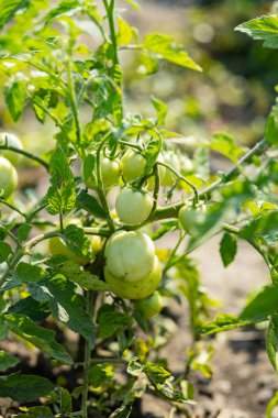 Çalıların üzerinde yeşil domatesler. Bahçedeki bir dalda olgunlaşan yeşil domatesler. Organik tarım. Tarım kavramı