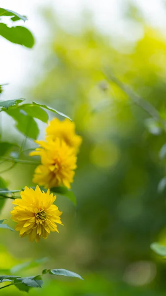 Rudbeckia Flores Amarillas Jardín Con Hojas Verdes Flores Amarillas Rudbeckia — Foto de Stock