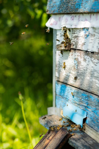 Bienen Fliegen Den Bienenstock Eingang Bienen Fliegen Bienenstock Herum Imkerkonzept — Stockfoto