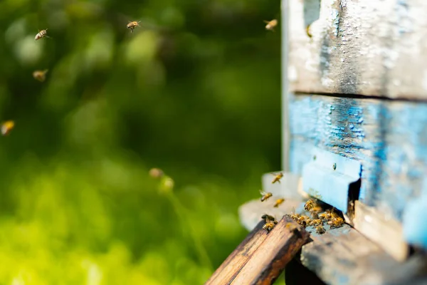 Bijen Vliegen Korfingang Bijen Vliegen Rond Bijenkorf Bijenteeltconcept Begrepen Ruimte — Stockfoto