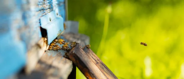 Abejas Volando Alrededor Colmena Las Abejas Melíferas Pululan Vuelan Alrededor —  Fotos de Stock