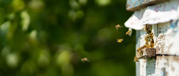 Пчелы Летают Вокруг Улья Медовые Пчелы Роятся Летают Вокруг Своего — стоковое фото
