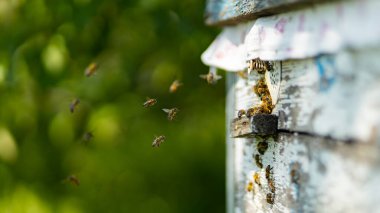 Arılar arı kovanında uçuyor. Bal arıları arı kovanlarının etrafında dolanıp uçuyorlar. Arıcılık konsepti. Seçici odak
