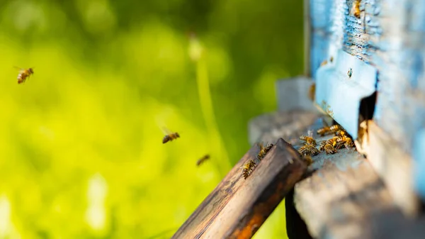 Bijen Vliegen Korfingang Bijen Vliegen Rond Bijenkorf Bijenteeltconcept Begrepen Ruimte — Stockfoto