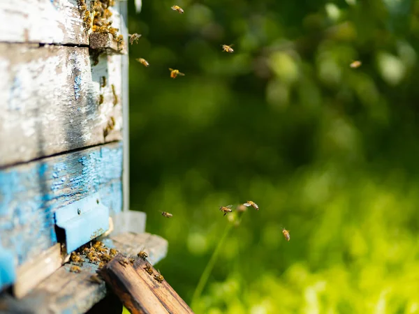Méhek Kaptár Bejáratához Repülnek Méhek Röpködnek Méhkasban Méhészeti Koncepció Másold — Stock Fotó