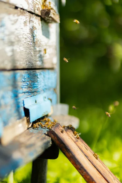 Méhek Kaptár Bejáratához Repülnek Méhek Röpködnek Méhkasban Méhészeti Koncepció Másold — Stock Fotó