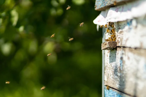 Méhek Röpködnek Méhkasban Méhek Özönlenek Repkednek Méhkasuk Körül Méhészeti Koncepció — Stock Fotó