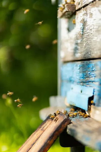Bienen Fliegen Bienenstock Herum Honigbienen Schwärmen Und Fliegen Ihren Bienenstock — Stockfoto