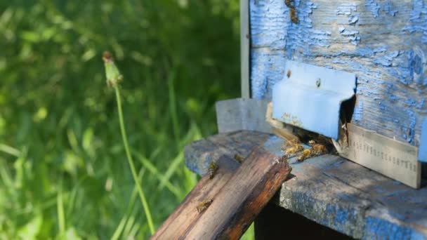 蜂は飛び立ち 木の巣の入り口に飛び込む ミツバチは蜂の巣の周りを泳ぎ回っています 仮のコンセプト 有機蜂蜜の生産 — ストック動画