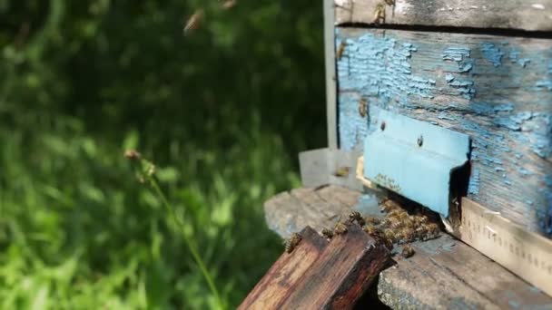 Bijen Vliegen Naar Buiten Vliegen Ingang Van Houten Korf Honingbijen — Stockvideo