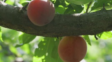 Olgun erikler ağaçta asılı. Güneş ışınlarının arka planında büyük mor erikler. Meyve hasadı kavramı