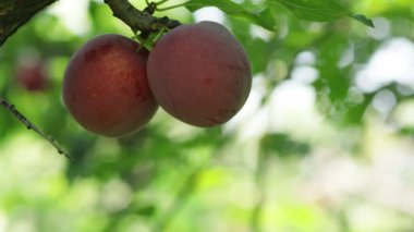 Olgun erikler ağaçta asılı. Güneş ışınlarının arka planında büyük mor erikler. Meyve hasadı kavramı