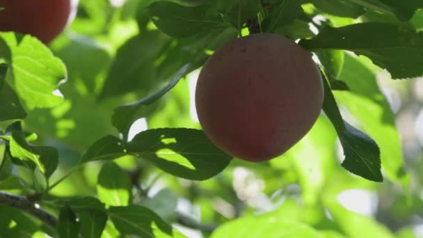 Ripe Plums Hanging Tree Large Purple Plums Background Sun Rays — Stock Video