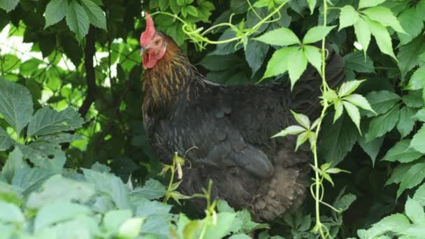 Kura Stojąca Tle Zielonych Liści Udomowiony Kurczak Połyka Powietrze Gorący — Wideo stockowe