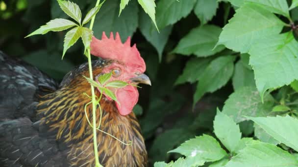 Gallina Pie Sobre Fondo Hojas Verdes Pollo Domesticado Traga Aire — Vídeo de stock