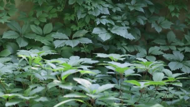 Zielona Trawa Ogrodzie Zielone Liście Dzikich Winogron Trawie Naturalne Tło — Wideo stockowe