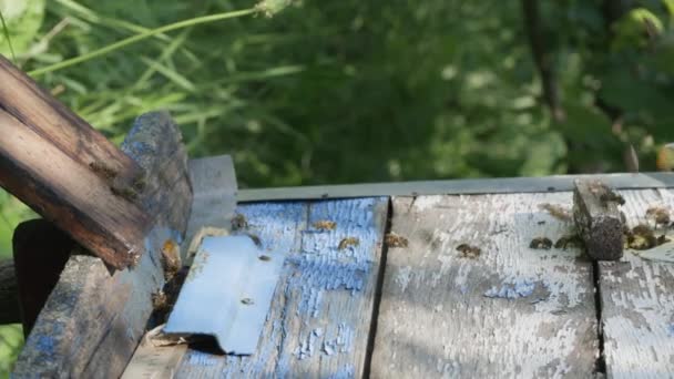 Méhek Kirepülnek Berepülnek Fából Készült Kaptár Bejáratába Méhek Özönlenek Repkednek — Stock videók