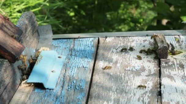 Bin Flyger Och Flyger Ingången Till Kupan Honungsbin Svärmar Och — Stockvideo