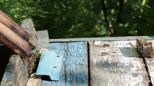 Bijen Vliegen Naar Buiten Vliegen Ingang Van Houten Korf Honingbijen — Stockvideo