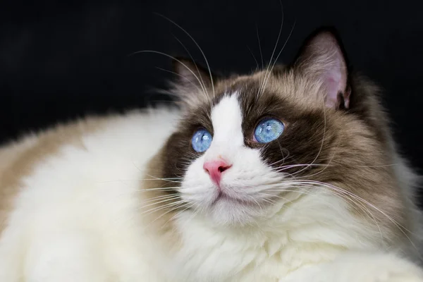 Hermosos ojos de gato —  Fotos de Stock