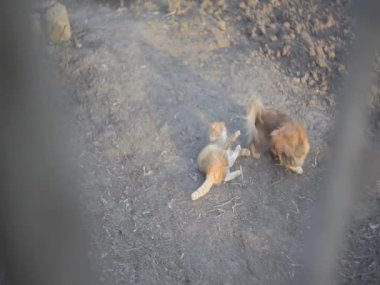 Şanslı son Timosha