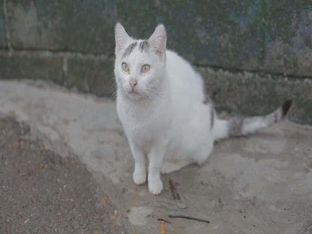 Katt tvättar språk — Stockvideo